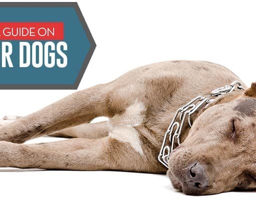 How to Do CPR On a Dog How to Do CPR on a Dog