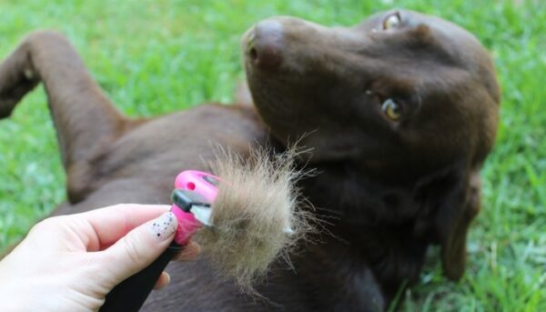 View of 10 Best De-shedding Tools for Dogs in 2020