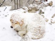 Many Dogs Are Freezing to Death Outside This Year Many Dogs Are Freezing to Death Outside This Year