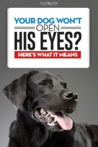My dog won’t open his eyes
