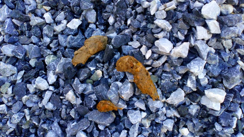 What Is Normal Dog Poop