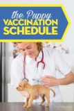 Puppy Shot Schedule: A Detailed Guide on Vaccinating Puppies