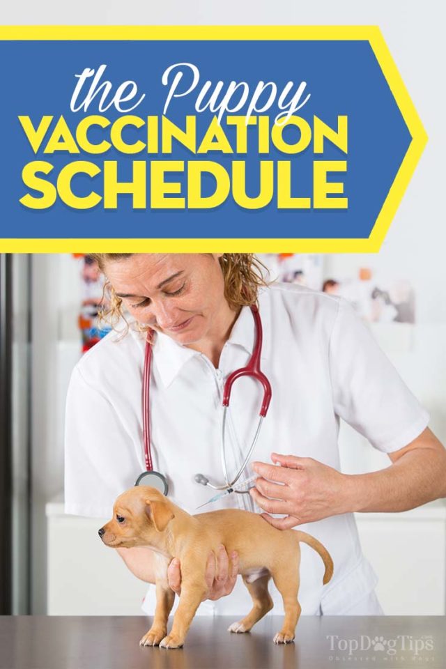 Puppy Shot Schedule: A Detailed Guide on Vaccinating Puppies