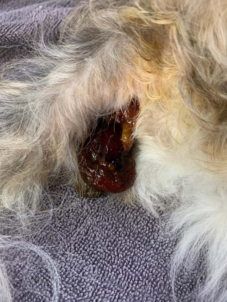 what does it mean if there is mucus in my dogs poop