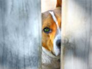 Animal Abusers Will Now Be Registered Just Like Sex Offenders Sad dog behind a fence