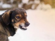 Scientists Understand How Rabies Works in a Dog’s Brain Scientists Now Understand How Rabies Work in the Dog's Brain featured image