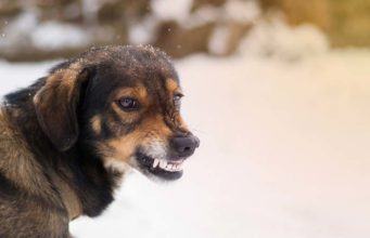 Scientists Understand How Rabies Works in a Dog’s Brain Scientists Now Understand How Rabies Work in the Dog's Brain featured image