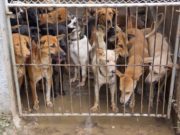 South Korea May Finally Ban Eating of Dog Meat this Month South Korea May Ban Eating of Dog Meat this Month