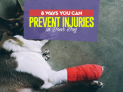 8 Ways to Prevent Injuries in Dogs The 8 Ways to Prevent Injuries in Dogs