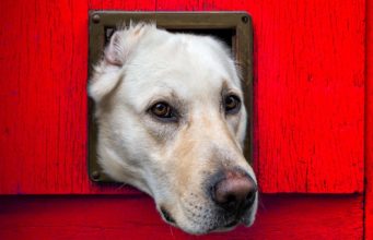 40 Best Dog Doors for Walls and Doors The Best Dog Door for Walls and Doors
