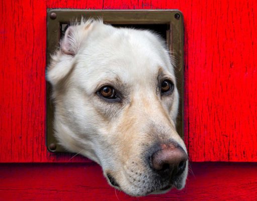 40 Best Dog Doors for Walls and Doors The Best Dog Door for Walls and Doors