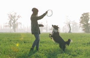 The Best Dog Frisbee Flying Disc Toys The Best Dog Frisbee Flying Disc Toys
