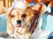 The Best Puppy Shampoos (Gentle with Neutral pH) The Best Puppy Shampoo Brands of 2020 (Gentle with Neutral pH Acidity)