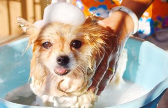 The Best Puppy Shampoos (Gentle with Neutral pH) The Best Puppy Shampoo Brands of 2020 (Gentle with Neutral pH Acidity)