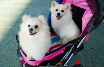 Top 10 Cheap Dog Strollers for Pet Owners on a Budget Top 10 Cheap Dog Strollers for Pet Owners on a Budget featured image