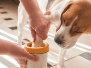 Top 4 Best Paw Cleaner for Dogs Top 5 Best Paw Washes for Dogs featured image