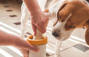 Top 4 Best Paw Cleaner for Dogs Top 5 Best Paw Washes for Dogs featured image