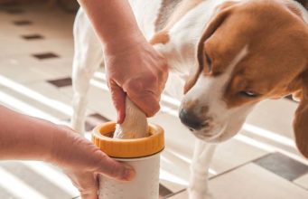 Top 4 Best Paw Cleaner for Dogs Top 5 Best Paw Washes for Dogs featured image