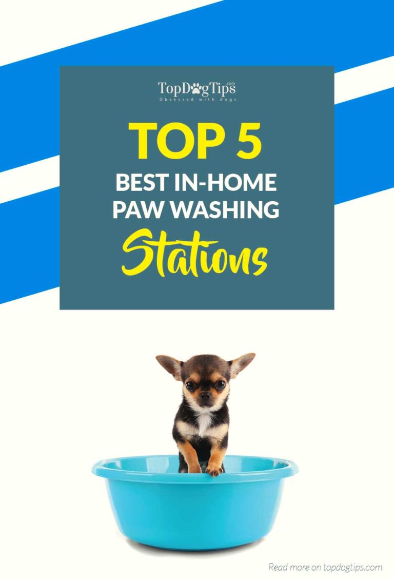 5 Best Paw Wash for Dogs Brands in 2020 (Buyer's Guide and Reviews)