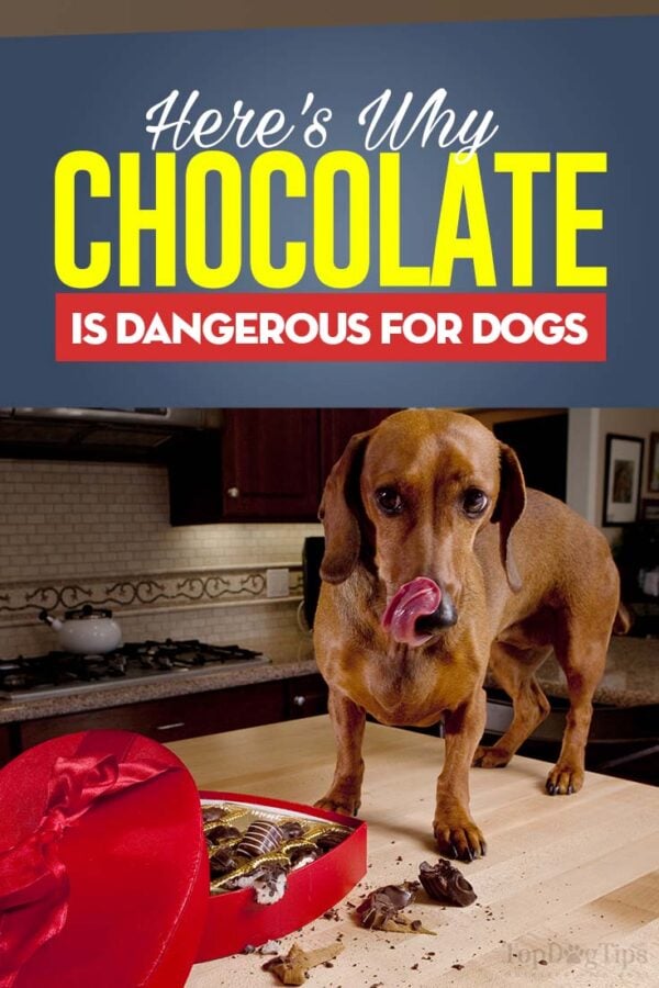Can Dogs Eat Chocolate and Why Is Chocolate Bad for Dogs Exactly?