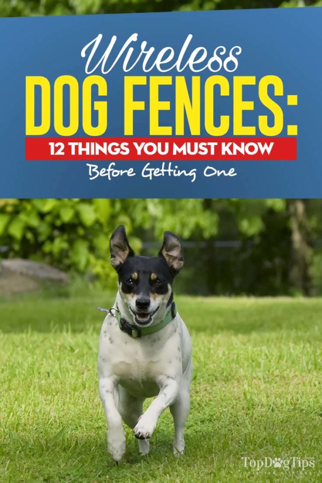 Wireless Dog Fence 12 Pros and Cons You Must Know [Infographic]