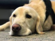 Naval Base Using Dogs to Prevent Suicides Naval Base Using Dogs to Prevent Suicides