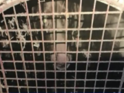 19 Dogs Removed from Breeding Facility with Deplorable Conditions 19 Dogs Removed From Breeding Facility With Deplorable Conditions