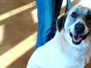 Loyal Dog Treks 20 Miles Back Home to Former Owners – Twice Loyal Dog Treks 20 Miles Back Home to Former Owners - Twice