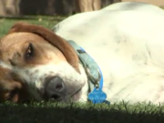 “Lucky” Dog Survives Being Shot and Left in a Desert “Lucky” Dog Shot Survives Being Shot in the Head and Left in the Desert