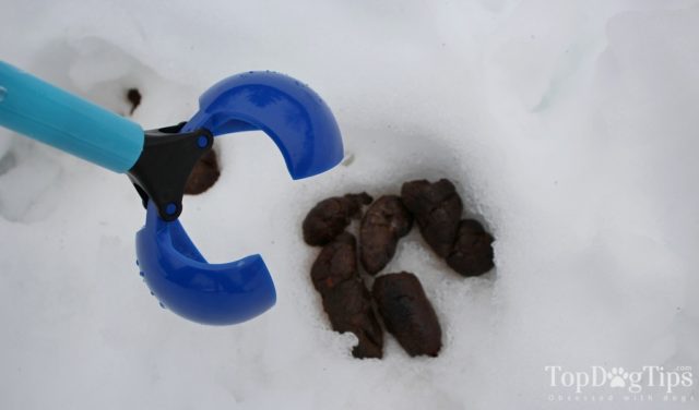 Bleu Paw Pooper Scooper Review (2018)