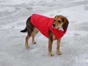 How to Keep Dogs Warm Outside how to put on a dog jacket