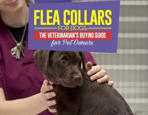 Veterinarian’s Guide on Flea Collars for Dogs Flea Collar for Dogs - Vet's Buying Guide