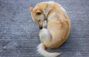 How to Feed Dogs with Food Allergies and Hypersensitivity Scratching dog due to food allergy