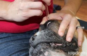 How to Give a Dog Eye Drops How to Give a Dog Eye Drops - Full Guide