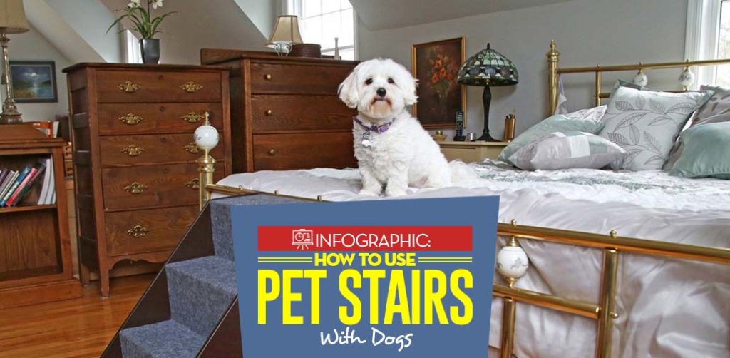 How to Train Dogs to Use Pet Stairs and Ramps Top Dog Tips