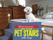 How to Train Dogs to Use Stairs and Ramps How to Train Dogs to Use Pet Stairs and Ramps featured image