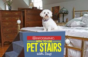 How to Train Dogs to Use Stairs and Ramps How to Train Dogs to Use Pet Stairs and Ramps featured image