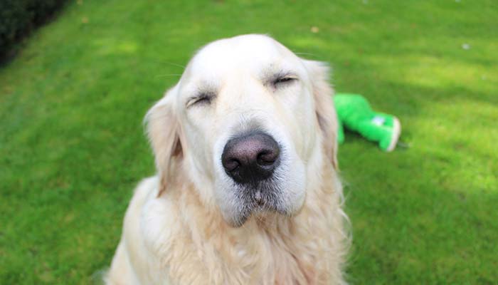 My Dog Won&rsquo;t Open His Eyes. What Should I Do?