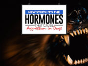 Scientists Found Hormones Causing Aggression in Dogs New Study - Scientists Found Hormones Causing Aggression in Dogs