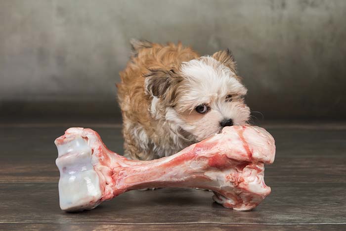 Structuring Pregnant Dog’s Diet
