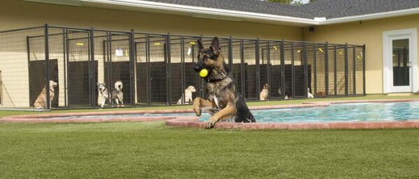 Take A Look About Dog Kennels In San Jose Ca