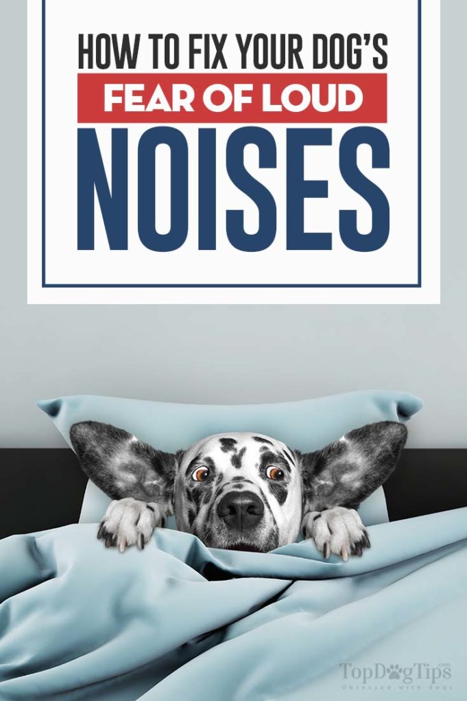 How to Fix Your Dog's Noise Phobia and Fear of Loud Noises