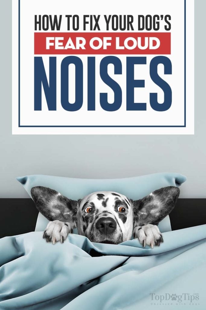 Photo inspiration: Gallery Detail: How To Fix Your Dog S Noise Phobia And Fear