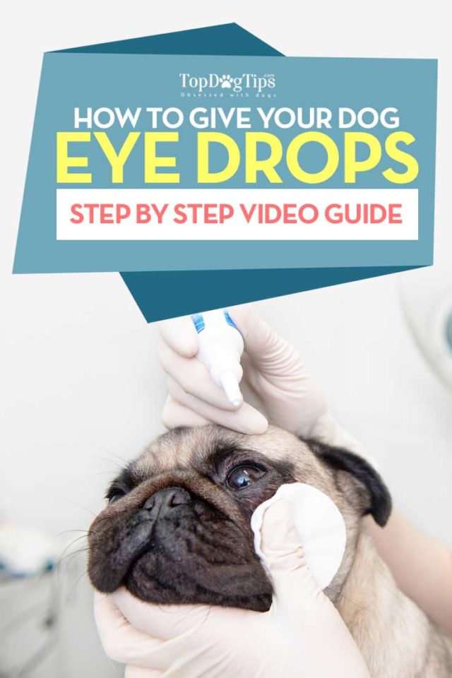 How to Give a Dog Eye Drops (StepbyStep Safety Guide to Make It Easy)