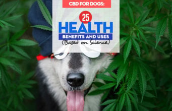 25 Health Benefits and Uses of CBD for Dogs Top 25 Health Benefits and Uses of CBD for Dogs