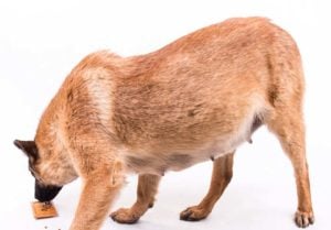 What and How to Feed Pregnant and Nursing Dogs