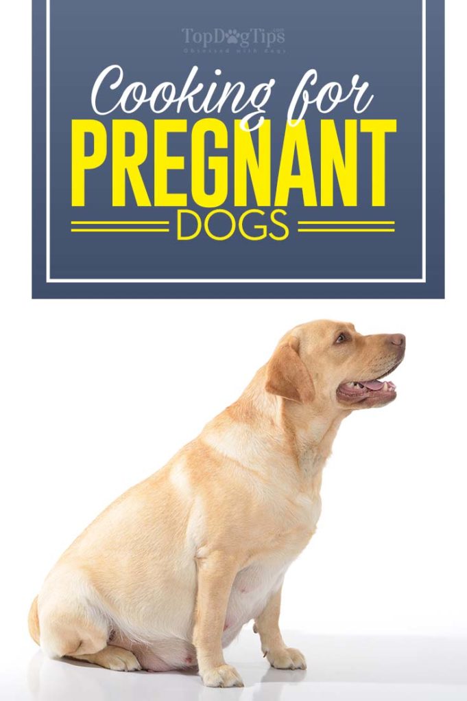 What to Feed a Pregnant Dog and What to Feed a Nursing Dog