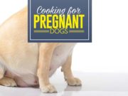 What and How to Feed Pregnant and Nursing Dogs What to Feed a Pregnant Dog and What to Feed a Nursing Dog
