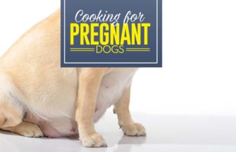 What and How to Feed Pregnant and Nursing Dogs What to Feed a Pregnant Dog and What to Feed a Nursing Dog