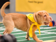 Tinder Has a New Swipe-Right Option – PUPPIES! Tinder Has a New Swipe-Right Option –PUPPIES!